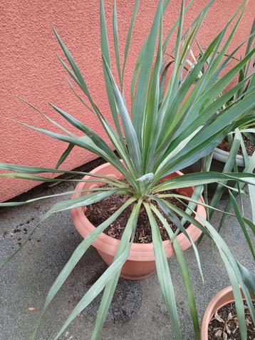 Grand Yucca beschikbaar voor biedingen
