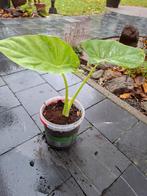 Olifanten Oren (Alocasia Calidora), Huis en Inrichting, Kamerplanten, 100 tot 150 cm, Overige soorten, In pot, Groene kamerplant