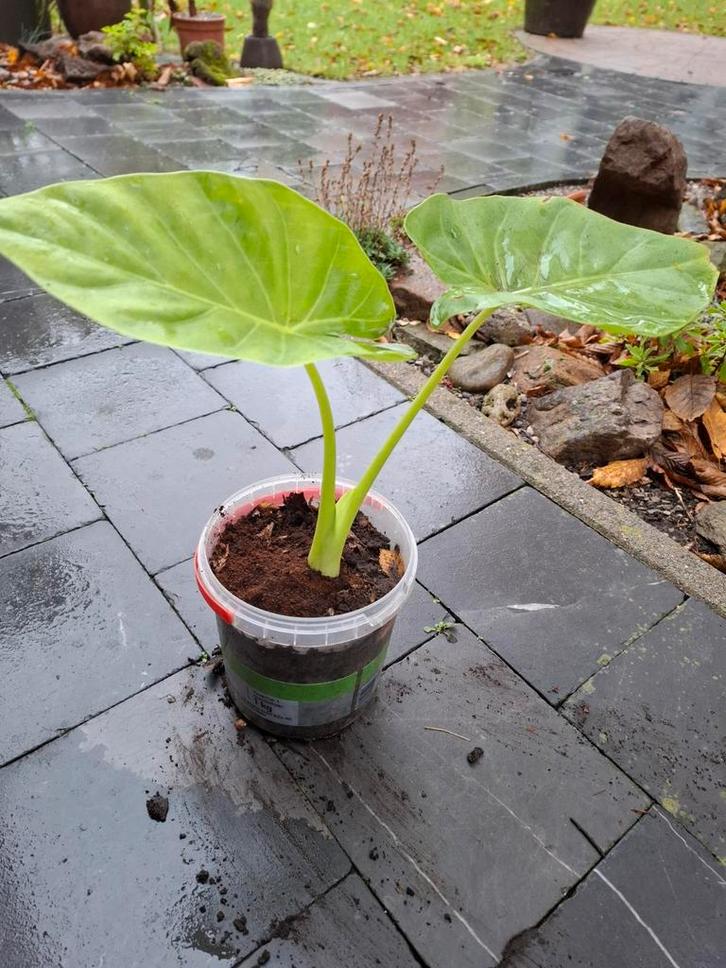 Olifanten Oren (Alocasia Calidora), Huis en Inrichting, Kamerplanten, Overige soorten, 100 tot 150 cm, Groene kamerplant, Halfschaduw