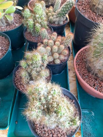 Cactussen. beschikbaar voor biedingen