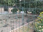 Siereenden te koop, Dieren en Toebehoren, Meerdere dieren, Eend