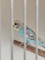 Jonge poppen grasparkiet, Dieren en Toebehoren, Vrouwelijk, Parkiet