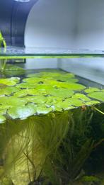 Amazonekikkerbeet (€0,75/stuk of €3/5 stuks), Dieren en Toebehoren, Ophalen, Nieuw, Plant(en), Steen of Hout