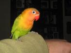 half tamme dwergpapegaai, Mannelijk, Dwergpapegaai of Agapornis, Tam