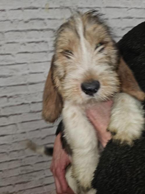 pbgv pups 21-12-24, Dieren en Toebehoren, Honden | Retrievers, Spaniëls en Waterhonden, Teef, Overige rassen, Fokker | Professioneel
