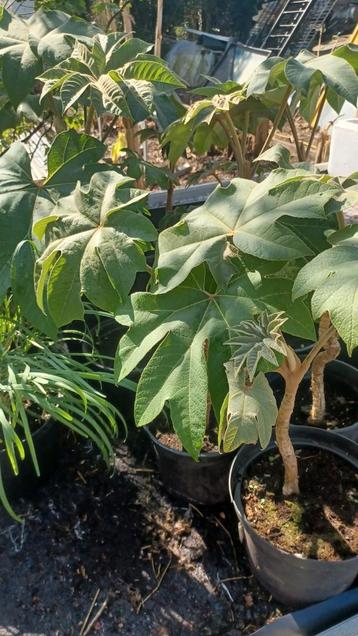 Tetrapanax papyrifer  beschikbaar voor biedingen