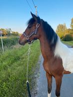 Knappe jaarling merrie, Springpaard, Minder dan 160 cm, 0 tot 2 jaar, Onbeleerd