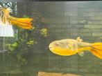2 volwassenen mbu puffers, Dieren en Toebehoren, Vis