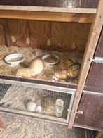 Fretten, Dieren en Toebehoren, Ophalen