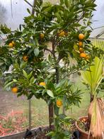 Oranger, Jardin & Terrasse, En pot, Plein soleil, Printemps, 100 à 250 cm
