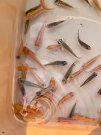 Dit weekend - 50 baby koi 3-7 cm, Dieren en Toebehoren, Karper of Koi