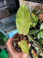 Philodendron snowdrift, Maison & Meubles, Plantes d'intérieur, Autres espèces, En pot, Enlèvement ou Envoi, Moins de 100 cm