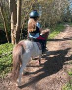 GEZOCHT Ninove: verzorger/ ruiter/ halve stal, Dieren en Toebehoren, Pony's, Merrie, Zadelmak, A pony (tot 1.17m), 3 tot 6 jaar