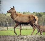 Edelhert bok, Animaux & Accessoires, Animaux Autre, Juin, Mâle