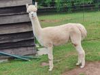 3-jarig fawn kleurige alpaca merrie te koop, Mei, Vrouwelijk