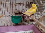 Kanarie man, Animaux & Accessoires, Oiseaux | Canaris
