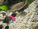 Bébés malawi entre 1 et 2 cm  15 euro 10 pièces, Animaux & Accessoires, Poissons | Poissons d'aquarium