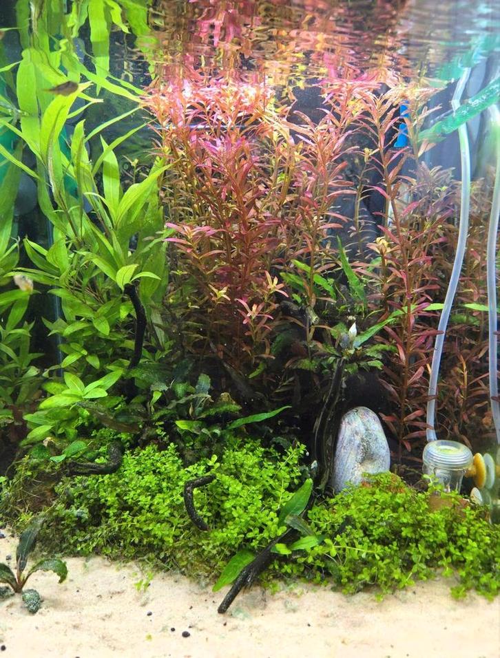 Aquarium met filter en verlichting, Dieren en Toebehoren, Vissen | Aquaria en Toebehoren, Zo goed als nieuw, Ophalen