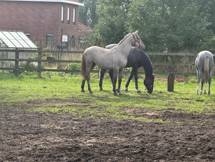 Lipizzaners, Dieren en Toebehoren, Paarden, Meerdere dieren, Onbeleerd, Minder dan 160 cm, 0 tot 2 jaar, Met stamboom, Gechipt