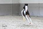 Amerikaans minipaard - overo bonte merrie met blauwe ogen, Merrie, A pony (tot 1.17m), Gechipt, 3 tot 6 jaar