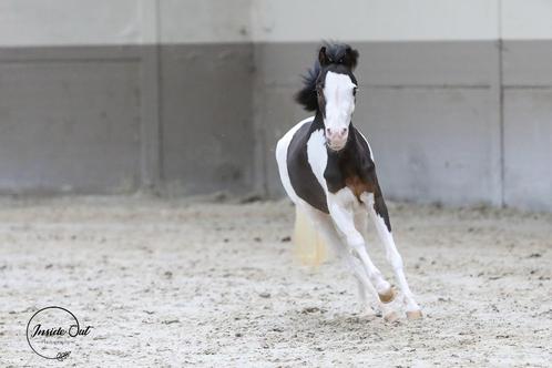 Amerikaans minipaard - overo bonte merrie met blauwe ogen, Dieren en Toebehoren, Pony's, Merrie, A pony (tot 1.17m), 3 tot 6 jaar