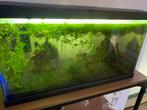 Volledig ingericht 60l te koop, Dieren en Toebehoren, Ophalen, Zo goed als nieuw