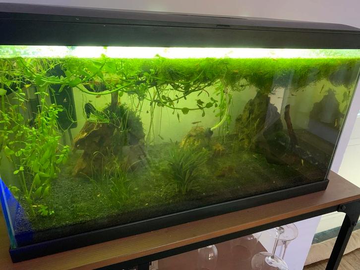 Volledig ingericht 60l te koop, Animaux & Accessoires, Poissons | Aquariums & Accessoires, Comme neuf, Enlèvement