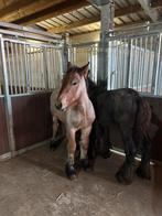 Belgisch trekpaard hengsten veulens, Dieren en Toebehoren, Pony's, E pony (1.48m - 1.57m), 0 tot 2 jaar, Hengst, Onbeleerd