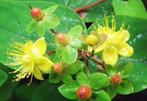 Struik Hertshooi Hypericum, Enlèvement, Arbuste