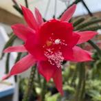 staart cactus - hangcactus - Aporocactus - stekken, Huis en Inrichting, Kamerplanten, Ophalen, Cactus