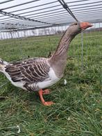 Jonge Vlaamse gans mannelijk, Animaux & Accessoires, Volatiles, Mâle, Oie ou Cygne