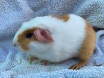 Jong Buff bont zeugje te koop., Dieren en Toebehoren, Knaagdieren, Cavia, Augustus, Vrouwelijk, Tam