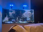 Aquarium + levende have te koop, Dieren en Toebehoren, Vissen | Aquariumvissen, Vis, Zoutwatervis