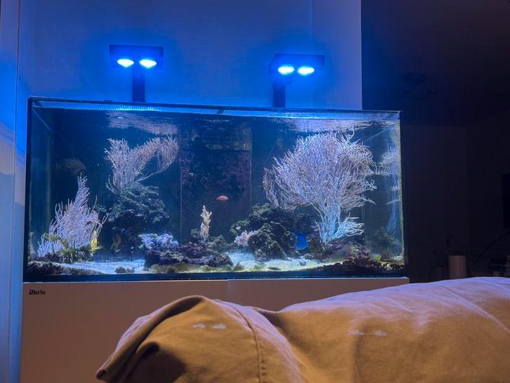 Volledig Red Sea 425 xl instapk. met levende have en toeb., Dieren en Toebehoren, Vissen | Aquariumvissen, Zoutwatervis, Vis