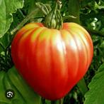 Bio couer de boeuf tomatenplanten, per stuk voor 1 euro, Tuin en Terras, Planten | Tuinplanten, Ophalen