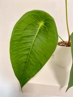 Anthurium Peltigerum, Huis en Inrichting, Kamerplanten, Ophalen, Overige soorten, In pot, Minder dan 100 cm