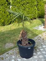 2 palmbomen en 1 olijfboom, Tuin en Terras, Ophalen, Olijfboom