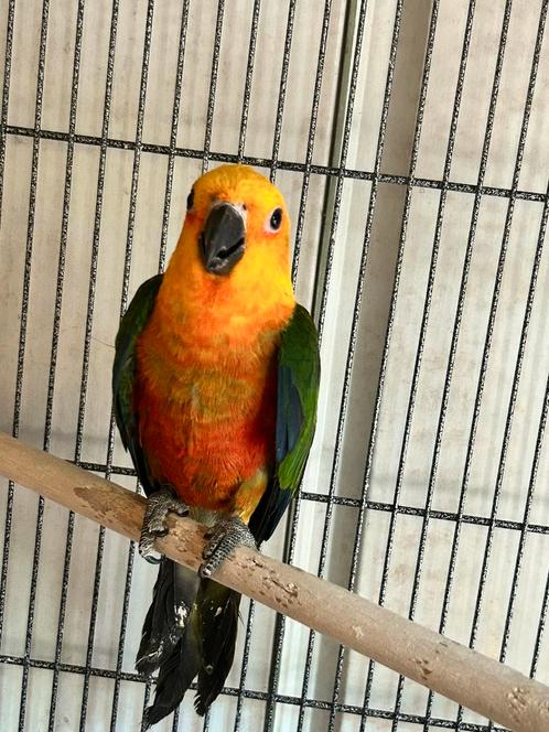 Aratinga jendaya / zonparkiet half tam, Dieren en Toebehoren, Vogels | Parkieten en Papegaaien, Tam