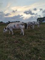Witblauwe koeien ,vaarzen ,stieren en kalveren, Dieren en Toebehoren, Meerdere dieren, 0 tot 2 jaar