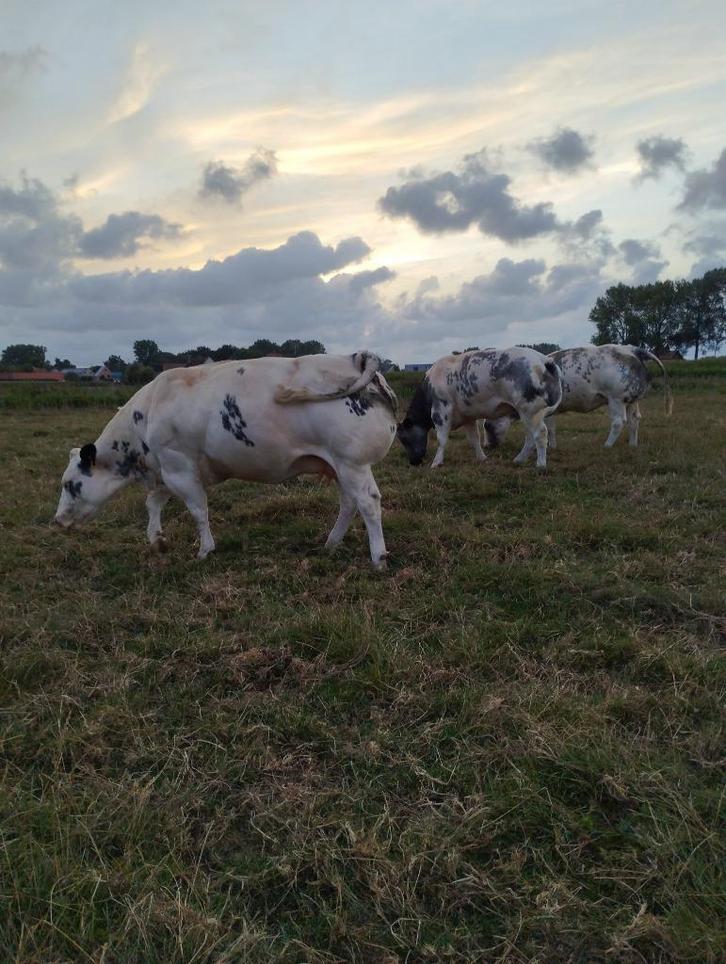 Witblauwe koeien ,vaarzen ,stieren en kalveren, Dieren en Toebehoren, Runderen, Meerdere dieren, 0 tot 2 jaar