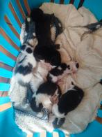 Kittens, 0 tot 2 jaar