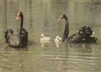 ZWARTE  ZWANEN  MET  JONGEN, Verzenden, Ongelopen, Vogel