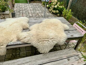 2 echte schapenvellen beschikbaar voor biedingen