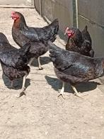 poulets harco noirs 100% poules, Animaux & Accessoires, Volatiles, Poule ou poulet, Femelle