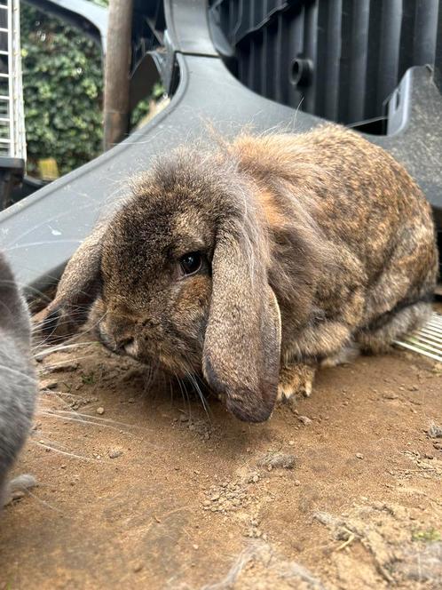 Franse/nederlandse hangoortjes, Dieren en Toebehoren, Knaagdieren en Konijnen | Toebehoren, Ophalen of Verzenden