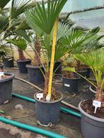 Trachycarpus wagnerianus, 75cm hoog -18, Tuin en Terras, Planten | Tuinplanten, Ophalen of Verzenden