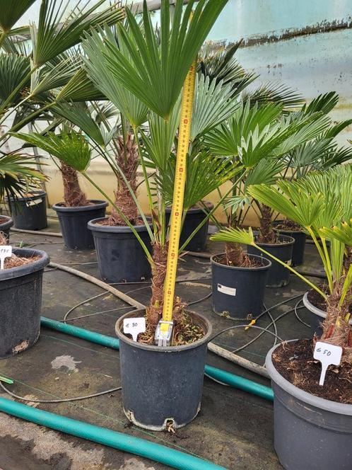Trachycarpus wagnerianus, hauteur 75 cm -18, Jardin & Terrasse, Plantes | Jardin, Enlèvement ou Envoi