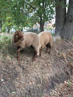 3 ramlammeren te koop van 2025, Dieren en Toebehoren, Mannelijk, Schaap, 0 tot 2 jaar