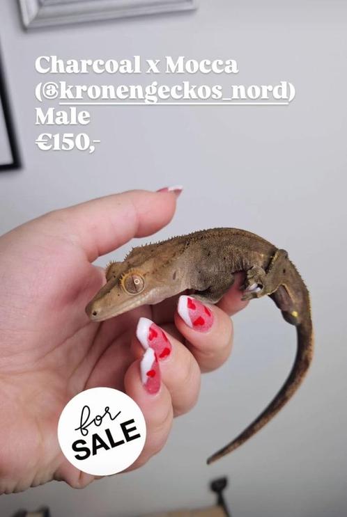 1.0 Charcoal wimpergekko man, Dieren en Toebehoren, Reptielen en Amfibieën, Hagedis, 0 tot 2 jaar