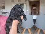 Engelse cocker pups huiselijk opgroeiend met poesjes, Animaux & Accessoires, Chiens | Retrievers, Épagneuls & Chiens d'eau, Plusieurs